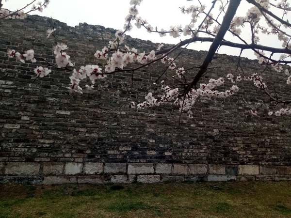 墻頭柳色千般翠 雨里梅花分外嬌——明城墻遺址公園