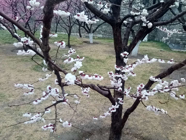 墻頭柳色千般翠 雨里梅花分外嬌——明城墻遺址公園