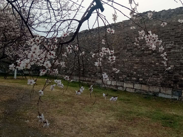 墻頭柳色千般翠 雨里梅花分外嬌——明城墻遺址公園