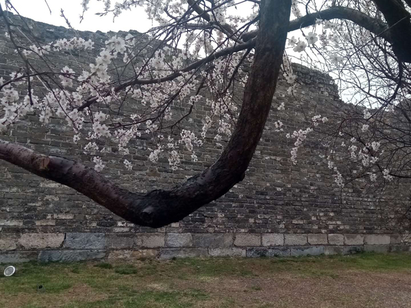墻頭柳色千般翠 雨里梅花分外嬌——明城墻遺址公園