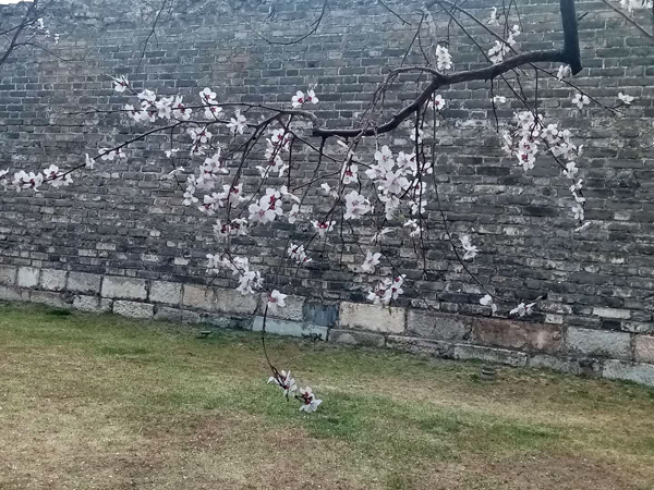 墻頭柳色千般翠 雨里梅花分外嬌——明城墻遺址公園