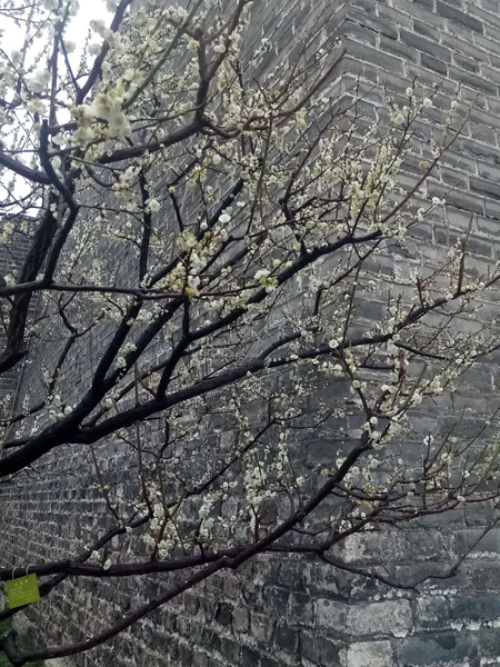 墻頭柳色千般翠 雨里梅花分外嬌——明城墻遺址公園