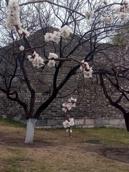 墻頭柳色千般翠 雨里梅花分外嬌——明城墻遺址公園