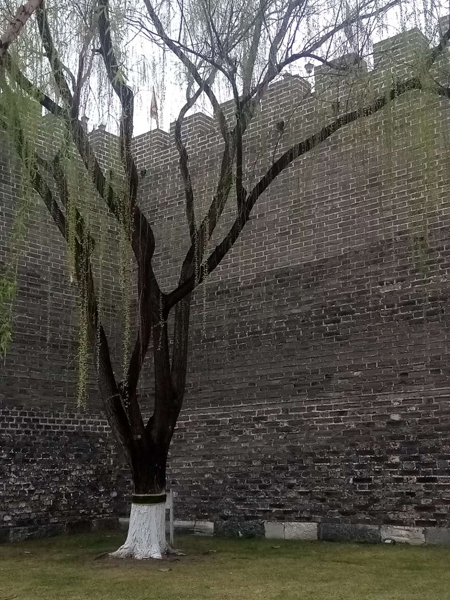 墻頭柳色千般翠 雨里梅花分外嬌——明城墻遺址公園