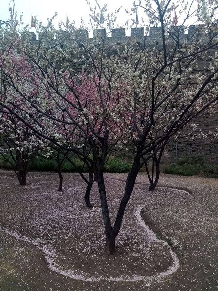 墻頭柳色千般翠 雨里梅花分外嬌——明城墻遺址公園
