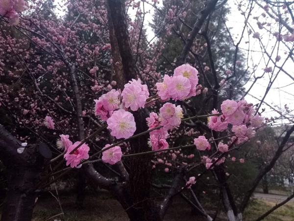 墻頭柳色千般翠 雨里梅花分外嬌——明城墻遺址公園