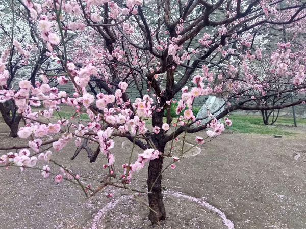 墻頭柳色千般翠 雨里梅花分外嬌——明城墻遺址公園