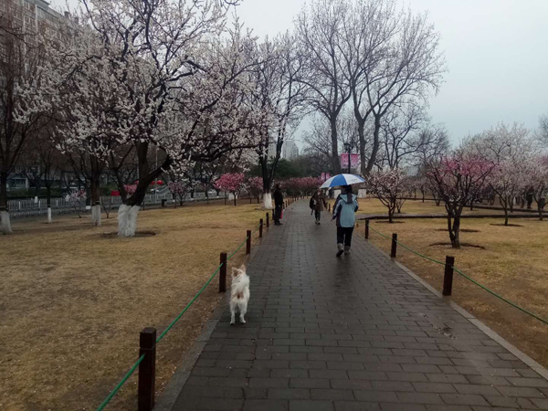 墻頭柳色千般翠 雨里梅花分外嬌——明城墻遺址公園