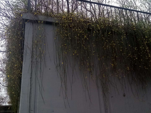 墻頭柳色千般翠 雨里梅花分外嬌——明城墻遺址公園