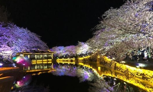 光影與花完美結(jié)合 無(wú)錫太湖黿頭渚夜櫻美如畫(huà)