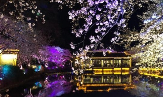 光影與花完美結(jié)合 無(wú)錫太湖黿頭渚夜櫻美如畫(huà)