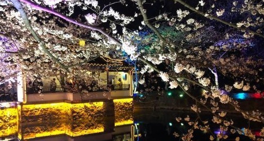 光影與花完美結(jié)合 無(wú)錫太湖黿頭渚夜櫻美如畫(huà)