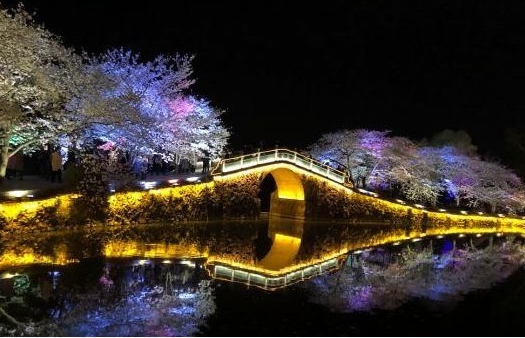 光影與花完美結(jié)合 無(wú)錫太湖黿頭渚夜櫻美如畫(huà)