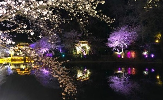 光影與花完美結(jié)合 無(wú)錫太湖黿頭渚夜櫻美如畫(huà)