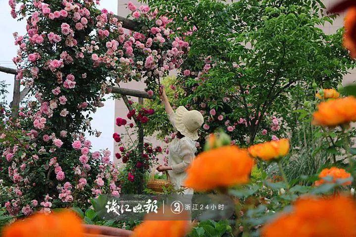 羨慕！他為妻子打造500多種植物花園，只為結(jié)婚時一個許諾！