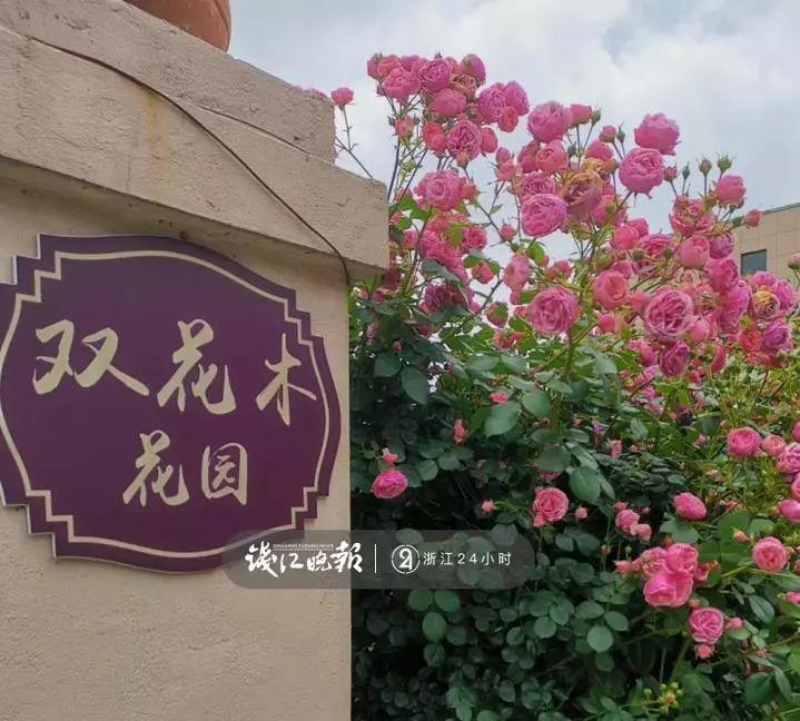 羨慕！他為妻子打造500多種植物花園，只為結(jié)婚時一個許諾！