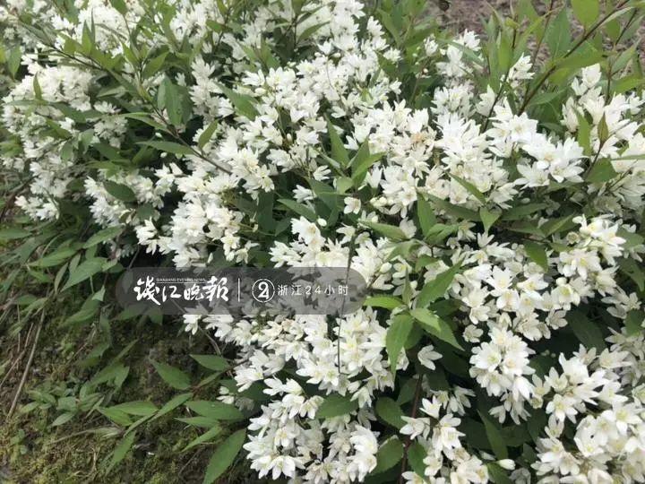 羨慕！他為妻子打造500多種植物花園，只為結(jié)婚時一個許諾！