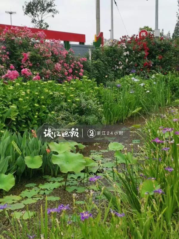 羨慕！他為妻子打造500多種植物花園，只為結(jié)婚時一個許諾！