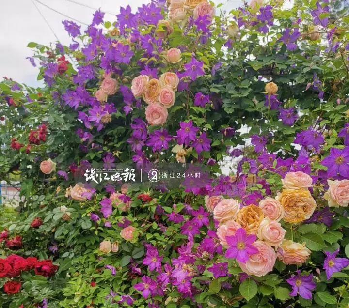 羨慕！他為妻子打造500多種植物花園，只為結(jié)婚時一個許諾！