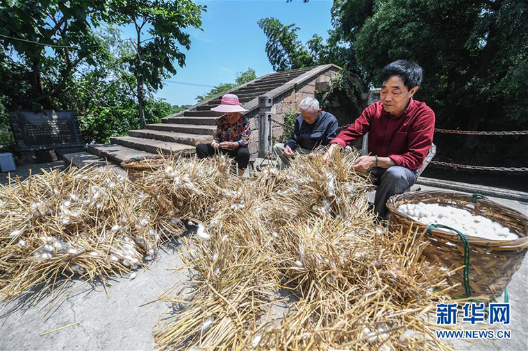 千年“絲綢之源”古村落煥發(fā)新活力