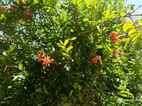 李月手機(jī)拍圖——潮白暮色/夏日時(shí)光