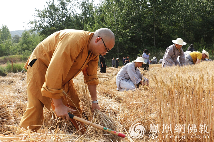 又是一年豐收季！嵩山少林寺僧眾揮鐮收割小麥