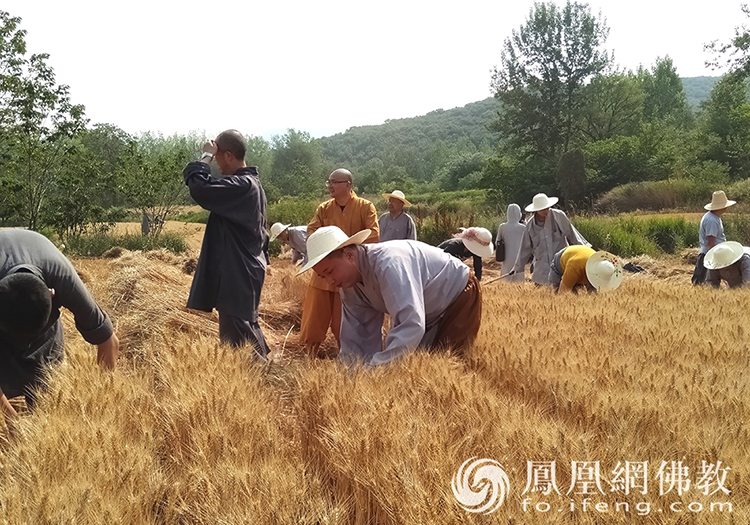 又是一年豐收季！嵩山少林寺僧眾揮鐮收割小麥