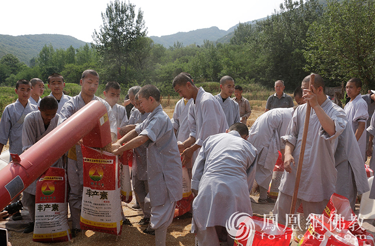 又是一年豐收季！嵩山少林寺僧眾揮鐮收割小麥