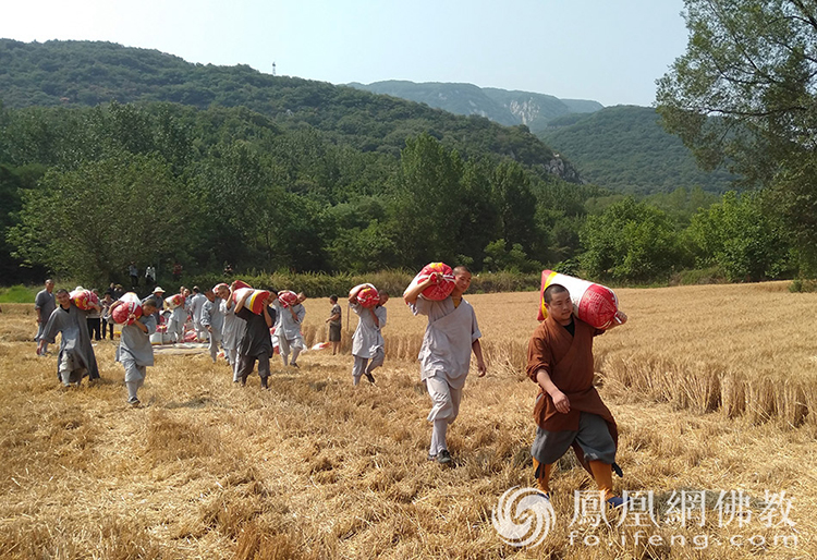 又是一年豐收季！嵩山少林寺僧眾揮鐮收割小麥
