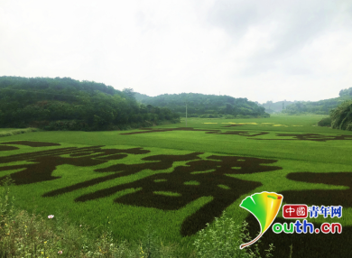 重慶忠縣：山城里的“橘鄉(xiāng)荷海”