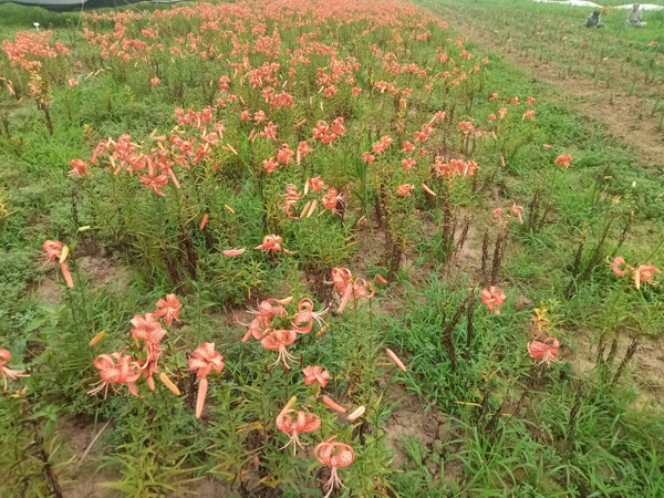 探訪順義向日葵花海