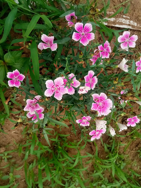 探訪順義向日葵花海