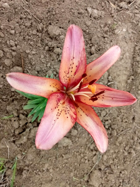 探訪順義向日葵花海