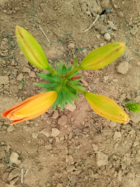 探訪順義向日葵花海