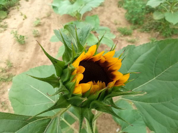 探訪順義向日葵花海