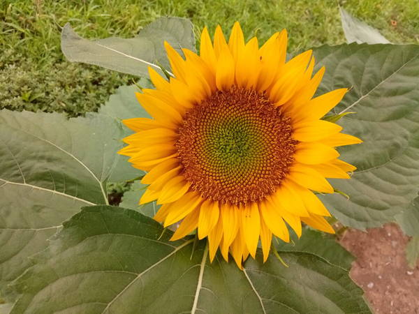 探訪順義向日葵花海