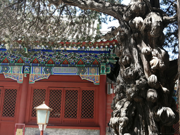 初秋艷陽(yáng)下的國(guó)子監(jiān)與孔廟