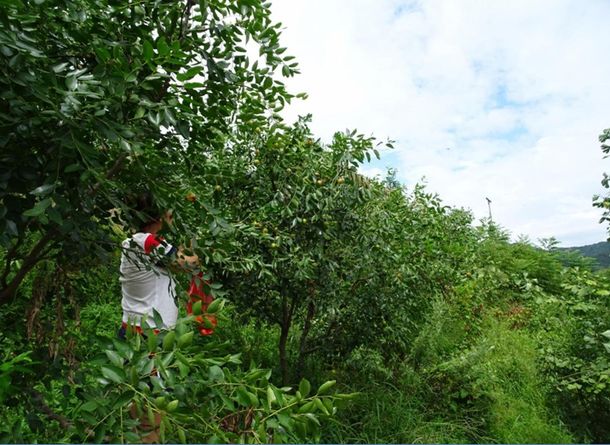 安徽太湖縣春草愛心聯(lián)盟慈善協(xié)會會員走進(jìn)金夢灣生態(tài)農(nóng)莊
