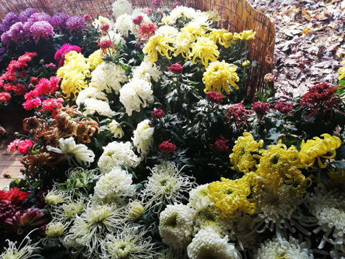 體驗第十一屆平谷·西柏店菊花美食文化節(jié)