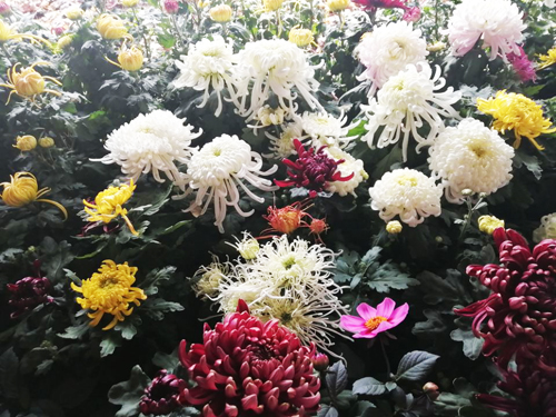 體驗第十一屆平谷·西柏店菊花美食文化節(jié)