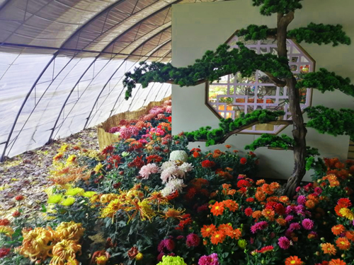 體驗第十一屆平谷·西柏店菊花美食文化節(jié)
