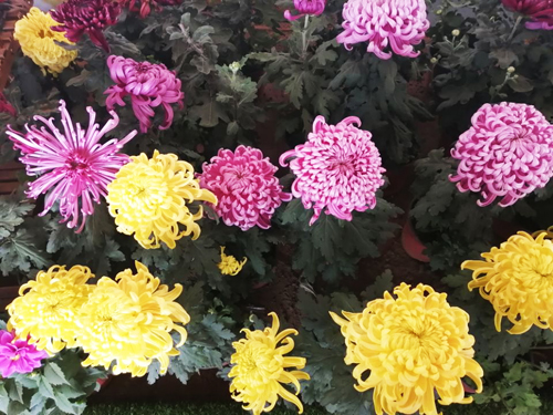 體驗第十一屆平谷·西柏店菊花美食文化節(jié)