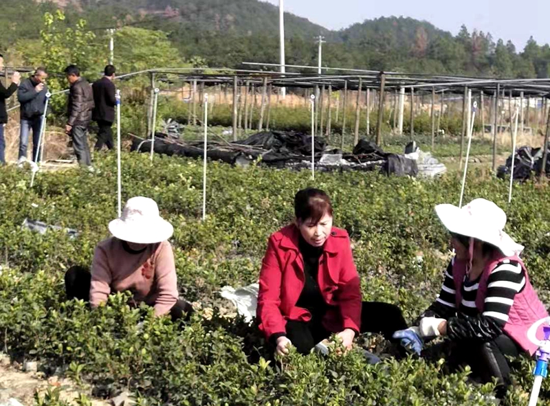 余春枝：油茶林里新農(nóng)人