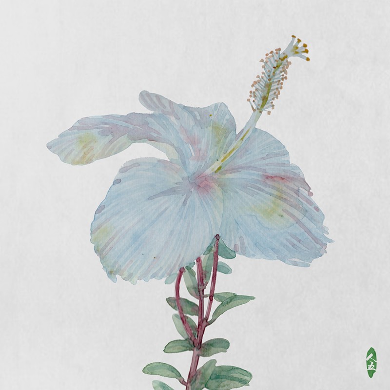人五:畫(huà)了上百種水彩植物的插畫(huà)師