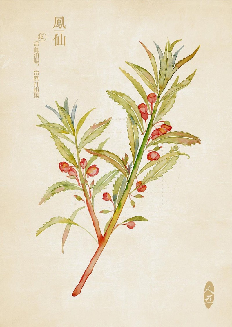 人五:畫(huà)了上百種水彩植物的插畫(huà)師