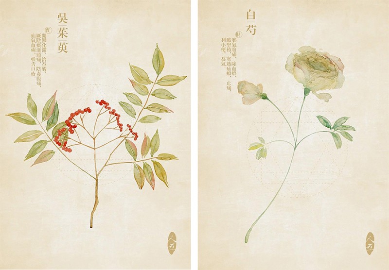 人五:畫(huà)了上百種水彩植物的插畫(huà)師