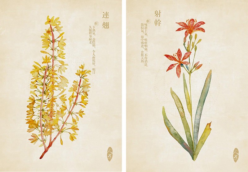 人五:畫(huà)了上百種水彩植物的插畫(huà)師