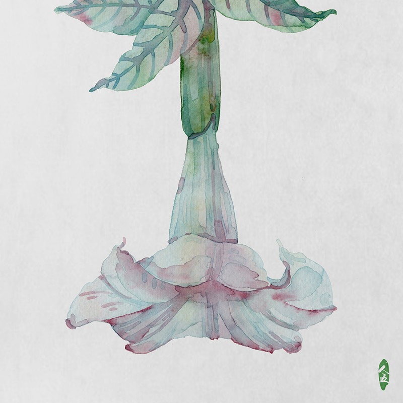 人五:畫(huà)了上百種水彩植物的插畫(huà)師