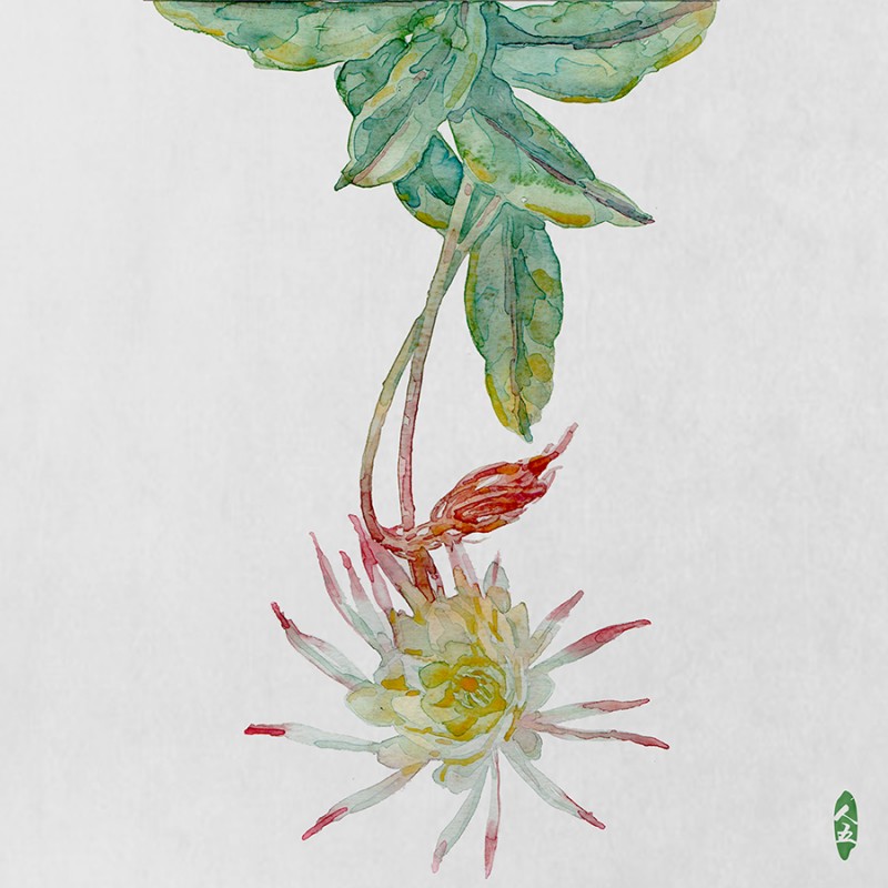 人五:畫(huà)了上百種水彩植物的插畫(huà)師