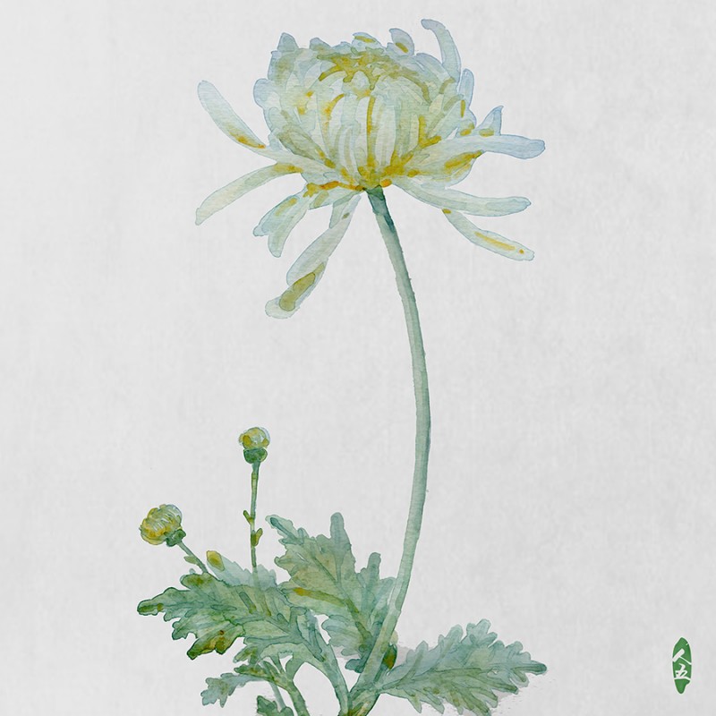 人五:畫(huà)了上百種水彩植物的插畫(huà)師